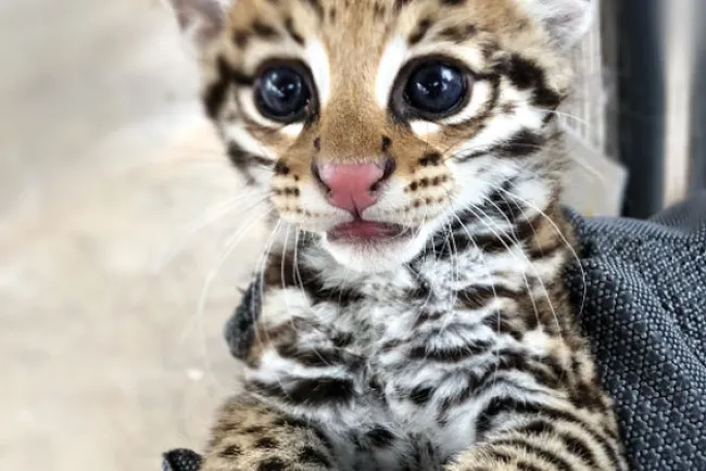 Nace en Arizona Ocelote, unaespecie en peligro de extinción