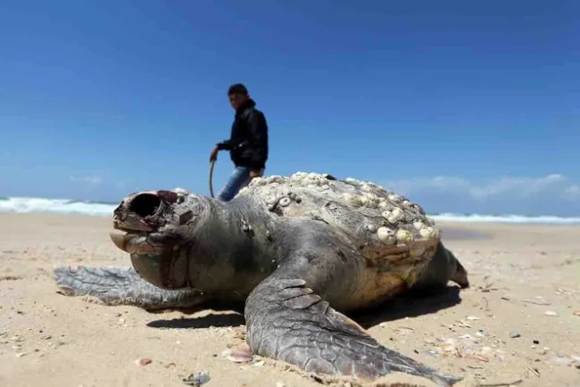 Cambio climático afecta a especies marinas, alertan expertos