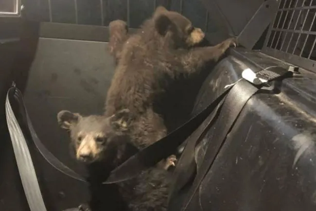 Atropellan y matan a osa madrey deja en orfandad tres cachorros