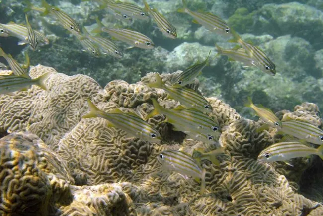 Alertan científicos por extinción de un millón de especies