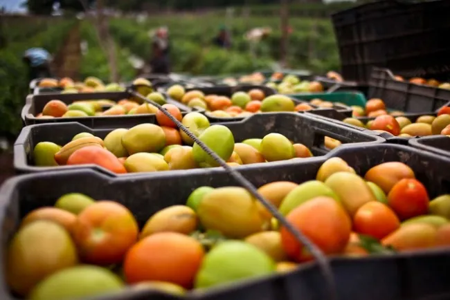 EU impone arancel del 17.5% al tomate mexicano