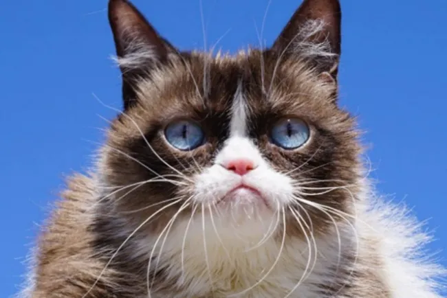 Muere la famosa gatita &#039;Grumpy Cat&#039;