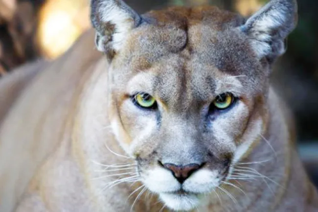Asesinan a león en Arizona