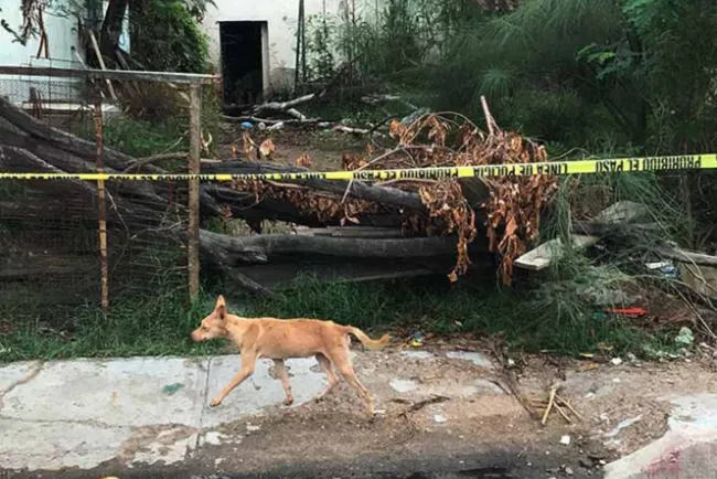 Perros salvajes devoran a dos hombres en la costa de Hermosillo