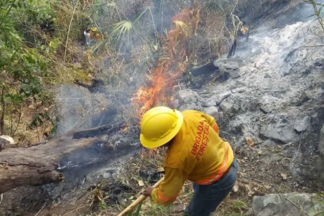 Aún hay 6 incendios forestales activos en Oaxaca
