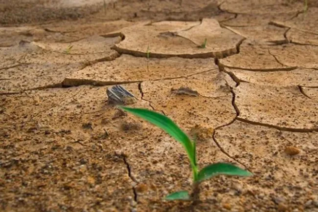 Bosques del Planeta en peligro por cambio climático: ONU