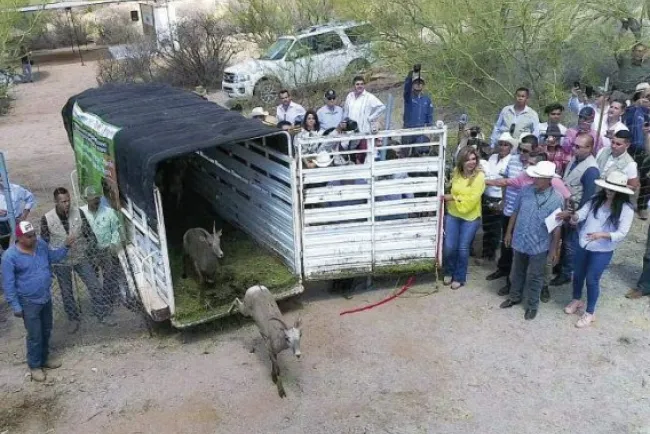 Protege a fauna sonorense