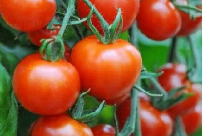 Rechazan propuesta de México