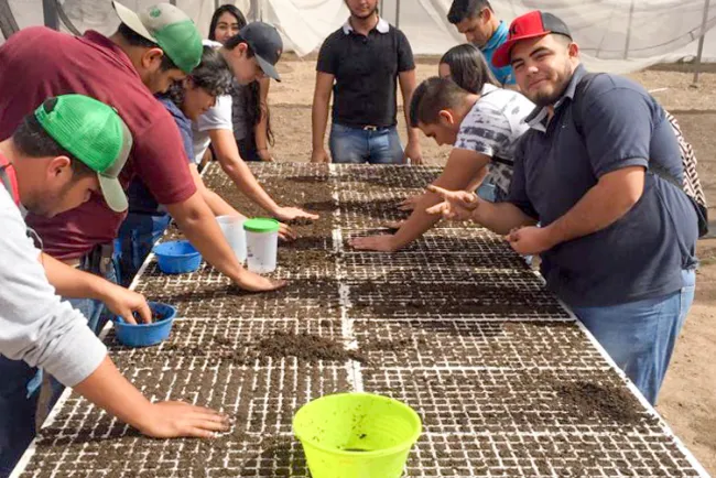 Producen y distribuyen
mezquites estudiantes 