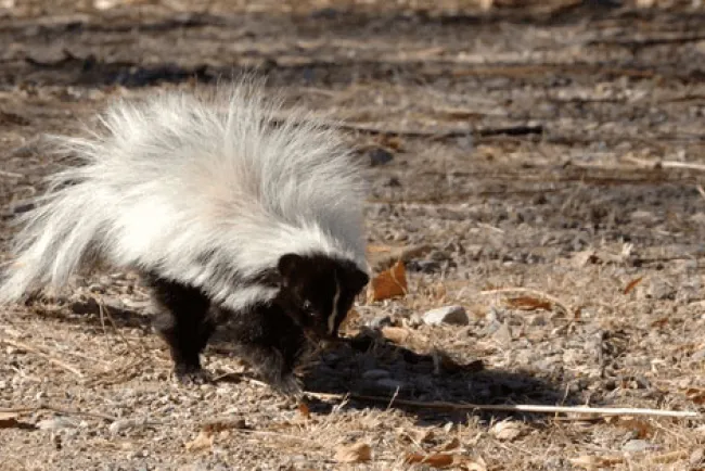 Detectan dos zorrillos con rabia