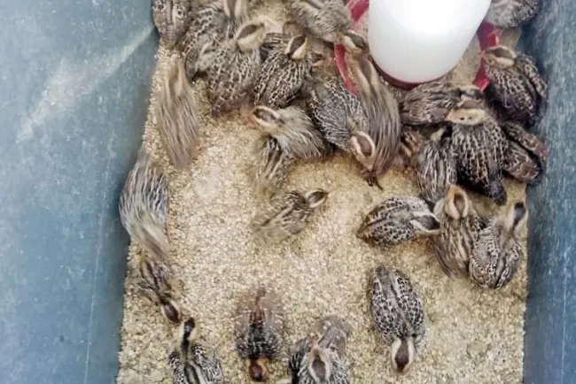 Un éxito centro de incubación