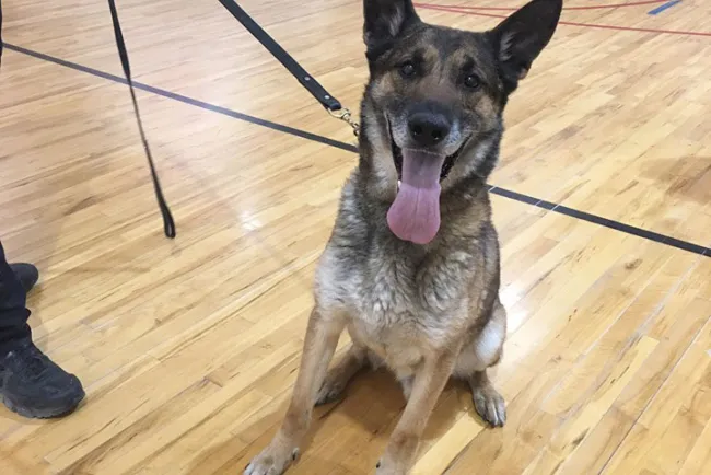 Se retira agente canino 'Tractor'