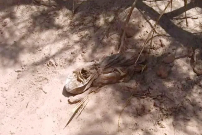 Descubre retroexcavadora
restos óseos en San Luis