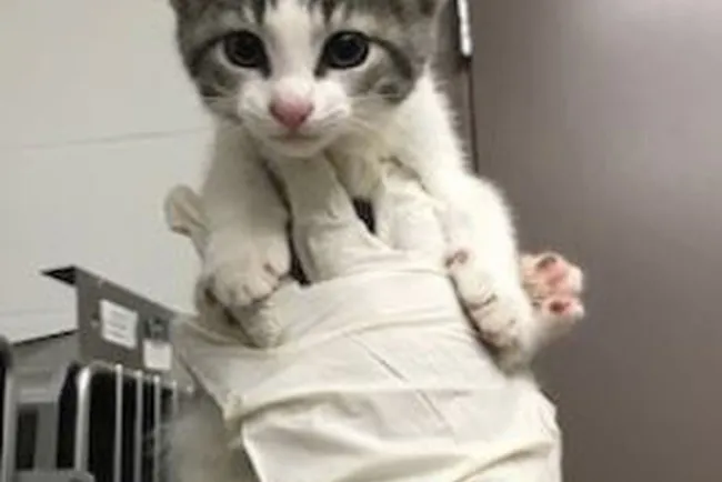 Informan sobre brote de rabia en Arizona