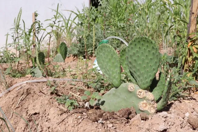 Mejorarán programas con Agricultura Urbana