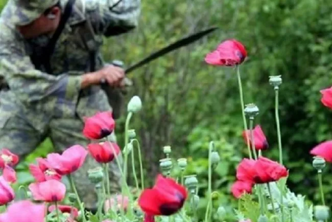 Amapola y heroína, aún en niveles récord en México: EU