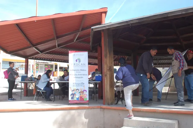 Vacunarán a las mascotas