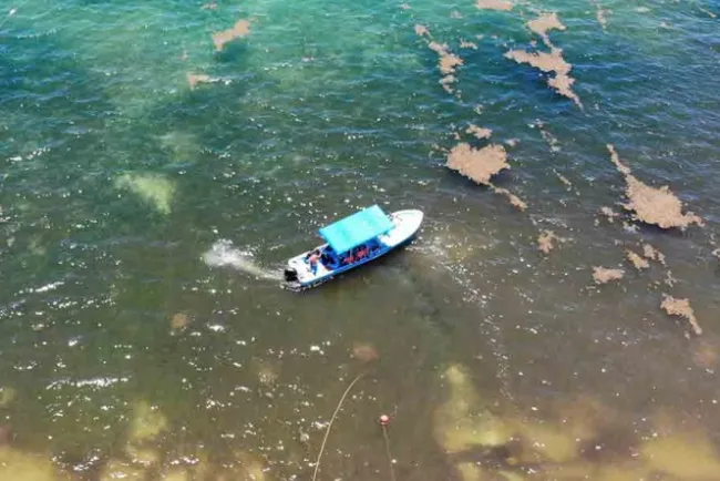 Playa del Carmen transformada en pantano por sargazo