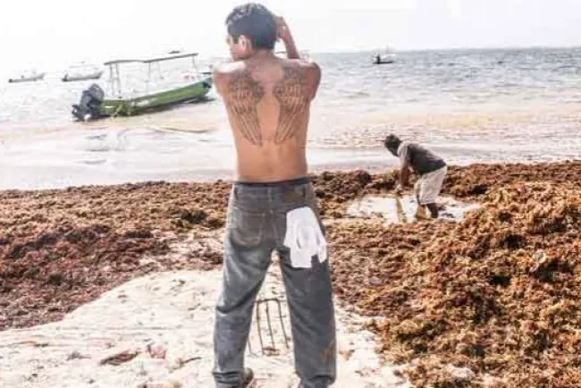 Llaman expertos a emergencia nacional por sargazo