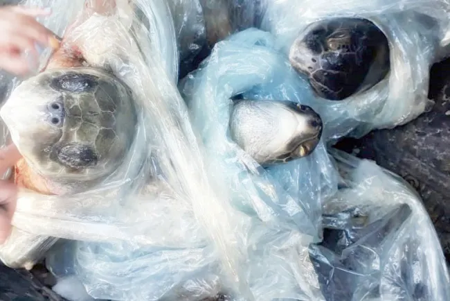 Detienen a dos con especies marinas