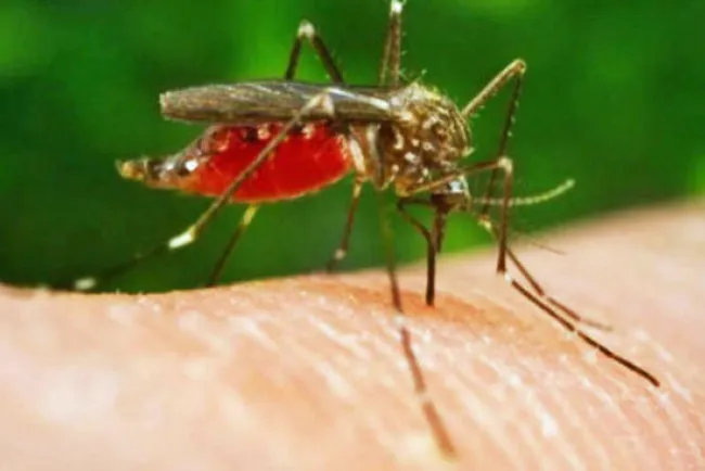 Aumentan casos del Virus del Nilo