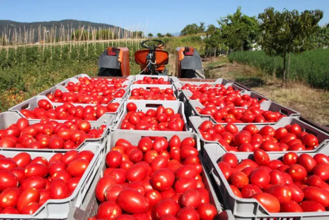 Incertidumbre de productores