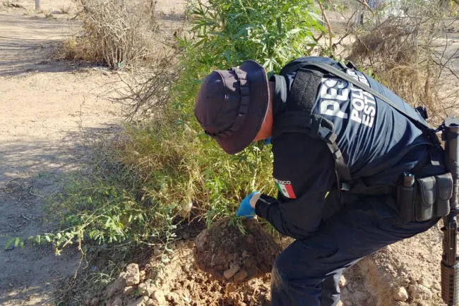 Detectan plantas de marihuana