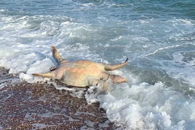 Tortuga, lobo marino y peces muertos tras derrame tóxico de Grupo México
