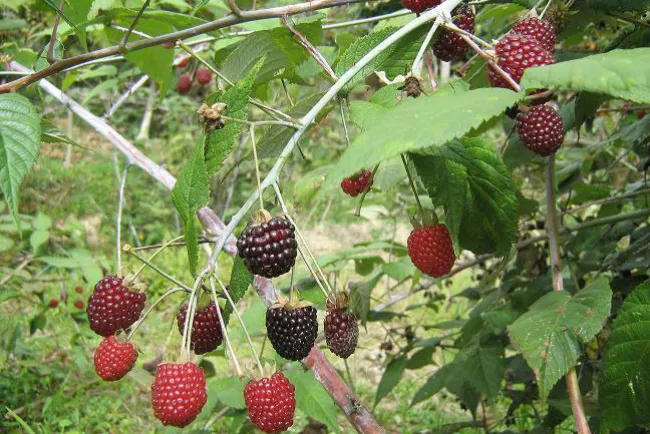 Promueven proyectos productivos