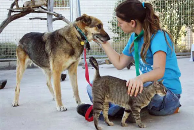 Trabajan en Ley de Protección Animal