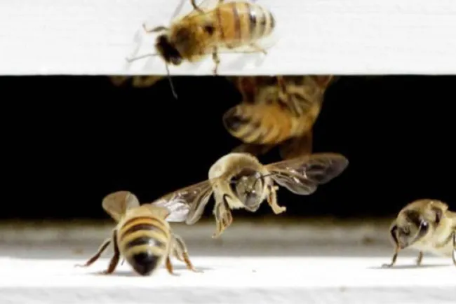 Muere septuagenario atacado por abejas