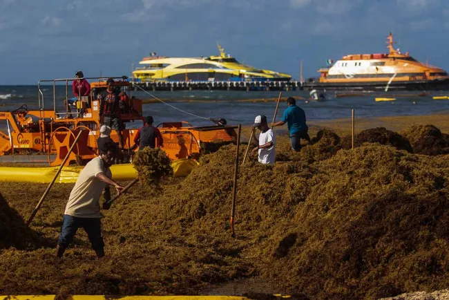 Venden sargazo por internet hasta en tres mil pesos