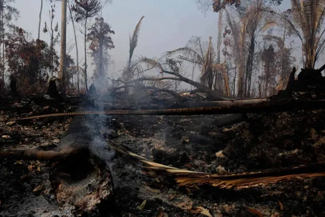 Países ricos donarán 20 mdd para la Amazonia
