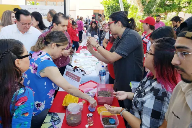 Buscan  erradicar el mosco