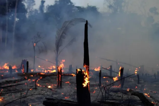Cumbre sobre la Amazonia se realizará por videoconferencia