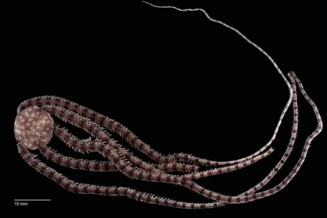 Descubren esta nueva especie marina en México