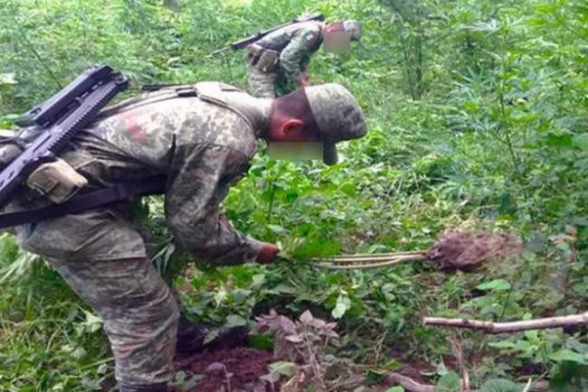 Aseguran más de 2 toneladas de droga en las últimas 24 horas