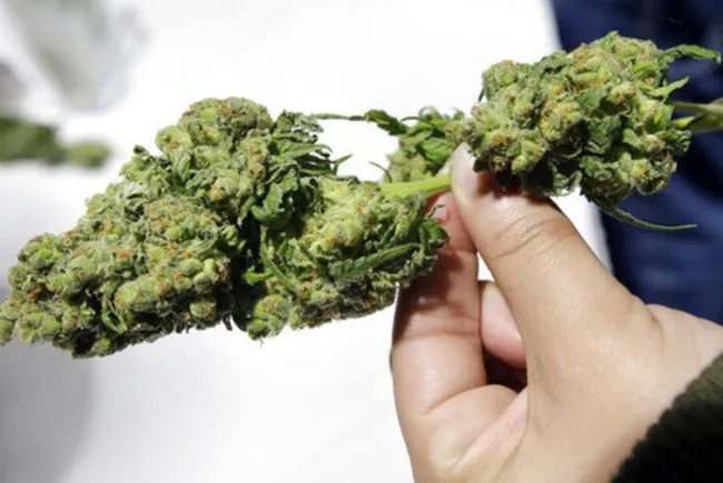 Anuncian Simposium sobre marihuana