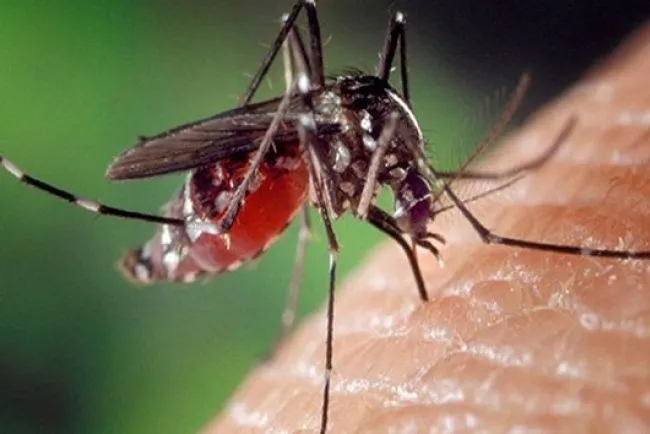 Aumentan los decesos en México por casos de dengue