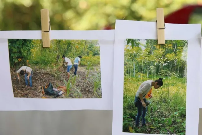 Cambian enervantes por árboles en ‘Triángulo Dorado’