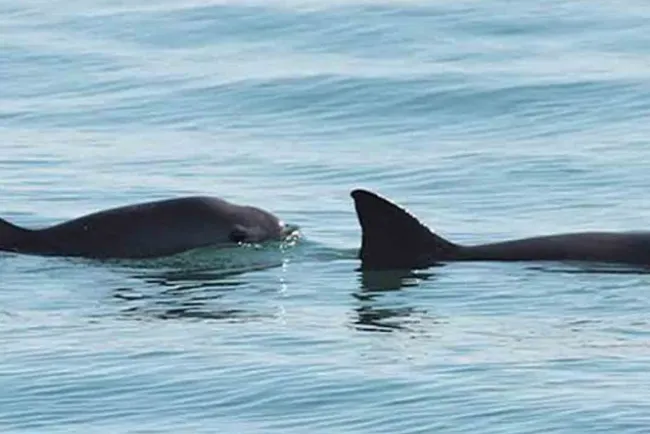 Tras veda de 4 años, podrían permitir pesca en hábitat de la vaquita marina