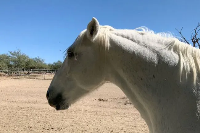 Buscar que crueldad animal sea delito federal
