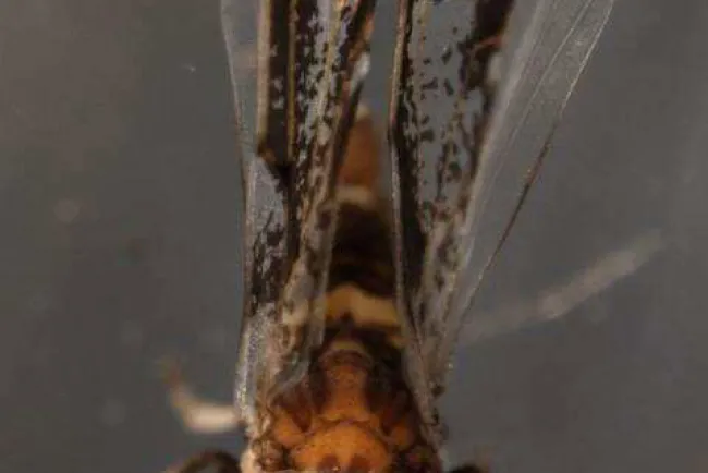 Alertan sobre artículos prohibidos