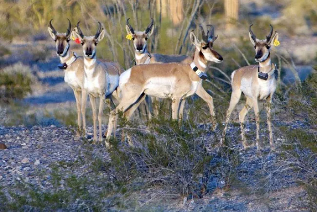 Reintroducirán berrendos en la zona de “El Pinacate”