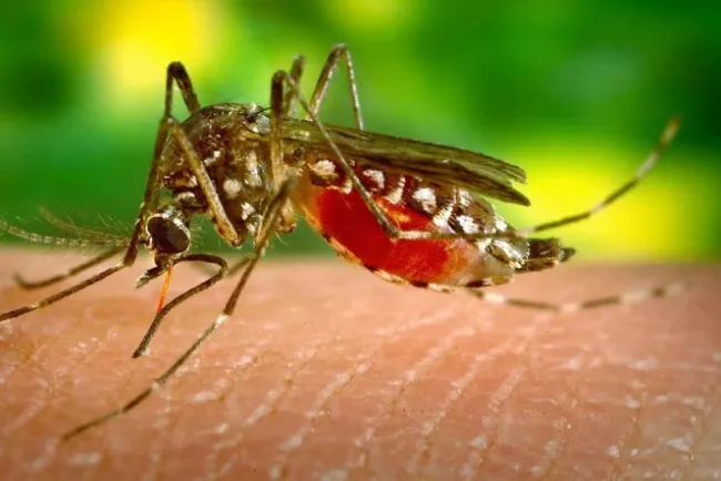 Aumentan a 89 las muertes por dengue en México