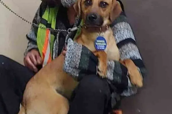 Captan a indigente llorando frente a su perrito atropellado