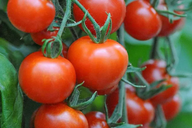 Prohíben internación de tomate a EU