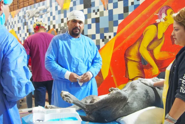 Esterilizan a casi 400 mascotas