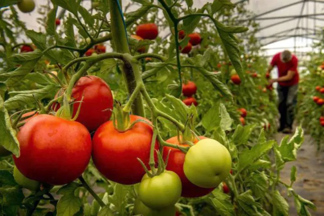 Inconforman trabas a tomate mexicano