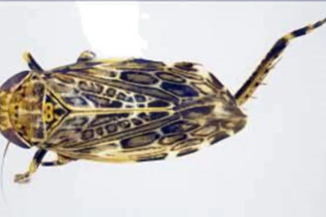 Detectan plaga en Aduana de Nogales